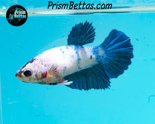 Load image into Gallery viewer, Marble Halfmoon Female