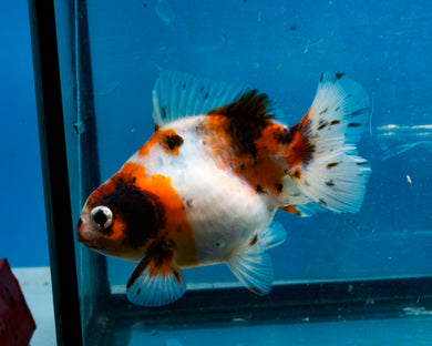 Calico Monster Oranda Male (3.5 inches) Imported from Thailand