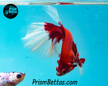 Load image into Gallery viewer, Red Butterfly Halfmoon Male