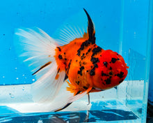 Load image into Gallery viewer, Tiger Calico Oranda Male (5.5 inches) Imported from Thailand