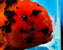 Load image into Gallery viewer, Tiger Calico Oranda Male (5.5 inches) Imported from Thailand