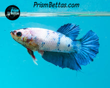 Load image into Gallery viewer, Marble Halfmoon Female