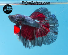 Load image into Gallery viewer, Blue Fire Butterfly Halfmoon Male