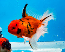 Load image into Gallery viewer, Tiger Calico Oranda Male (5.5 inches) Imported from Thailand