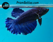 Load image into Gallery viewer, Blue Rosetail Halfmoon Female