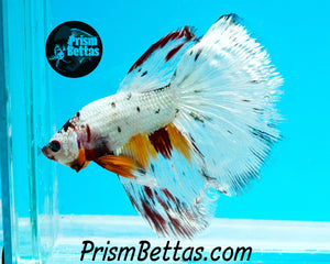 Copper Marble Halfmoon Male