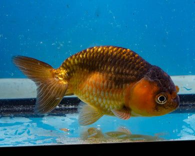 Apache Ranchu (3.5-4.25 inches)