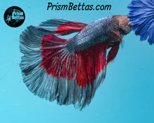 Load image into Gallery viewer, Blue Fire Butterfly Halfmoon Male