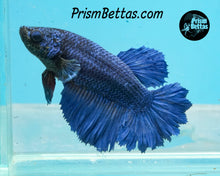 Load image into Gallery viewer, Blue Rosetail Halfmoon Female