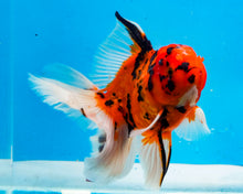 Load image into Gallery viewer, Tiger Calico Oranda Male (5.5 inches) Imported from Thailand