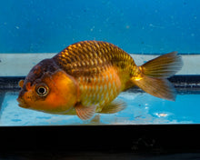 Load image into Gallery viewer, Apache Ranchu (3.5-4.25 inches)