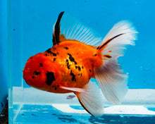 Load image into Gallery viewer, Tiger Calico Oranda Male (5.5 inches) Imported from Thailand