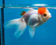 Load image into Gallery viewer, Redcap Oranda (3.5-4.25 inches)