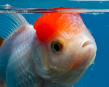 Load image into Gallery viewer, Redcap Oranda (3.5-4.25 inches)