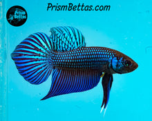 Load image into Gallery viewer, Mahachai Wildtype Pair from Frank's Bettas