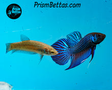 Load image into Gallery viewer, Mahachai Wildtype Pair from Frank's Bettas