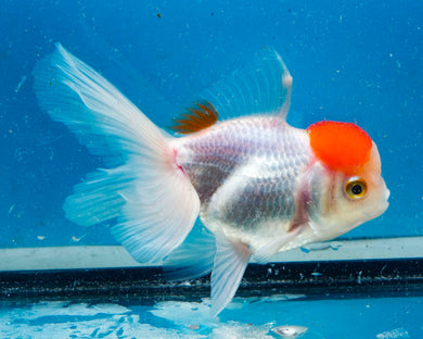 Redcap Oranda (3.5-4.25 inches)