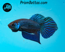 Load image into Gallery viewer, Mahachai Wildtype Pair from Frank's Bettas