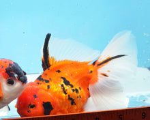 Load image into Gallery viewer, Tiger Calico Oranda Male (5.5 inches) Imported from Thailand