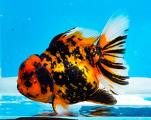 Load image into Gallery viewer, Tiger Calico Oranda Female (5 inches) Imported from Thailand