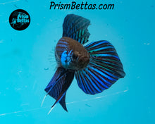 Load image into Gallery viewer, Mahachai Wildtype Pair from Frank's Bettas