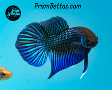 Load image into Gallery viewer, Mahachai Wildtype Pair from Frank's Bettas