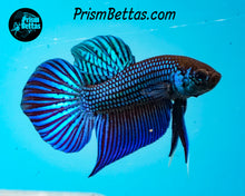 Load image into Gallery viewer, Mahachai Wildtype Pair from Frank's Bettas