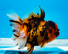 Load image into Gallery viewer, Tiger Calico Oranda Female (5 inches) Imported from Thailand