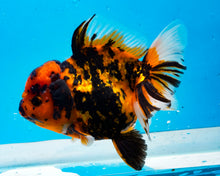 Load image into Gallery viewer, Tiger Calico Oranda Female (5 inches) Imported from Thailand