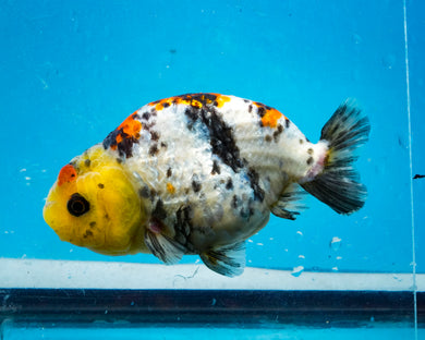Lemonhead Calico Ranchu Male (3.5 inches) Imported from Thailand