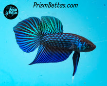 Load image into Gallery viewer, Mahachai Wildtype Pair from Frank's Bettas