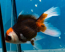 Load image into Gallery viewer, Tricolor Oranda (3.5-4.25 inches)