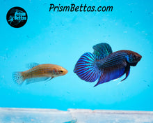 Load image into Gallery viewer, Mahachai Wildtype Pair from Frank's Bettas