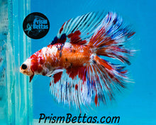 Load image into Gallery viewer, Koi Doubletail Halfmoon Male