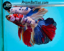 Load image into Gallery viewer, Rainbow Marble Halfmoon Male