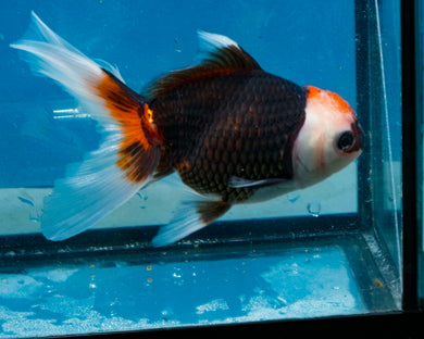 Tricolor Oranda (3.5-4.25 inches)