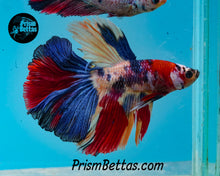 Load image into Gallery viewer, Rainbow Marble Halfmoon Male