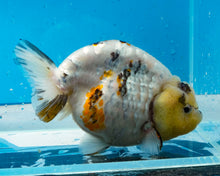 Load image into Gallery viewer, Tricolor Ranchu Female (4.5 inches) Imported from Thailand