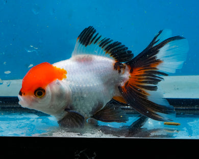 Tricolor Oranda (3.5-4.25 inches)