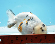 Load image into Gallery viewer, Tricolor Ranchu Female (4.5 inches) Imported from Thailand