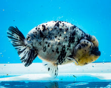 Load image into Gallery viewer, White Tiger Calico Ranchu/Lionchu Female (5.5 inches) Imported from Thailand