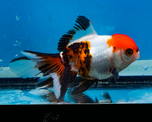 Load image into Gallery viewer, Tricolor Oranda (3.5-4.25 inches)
