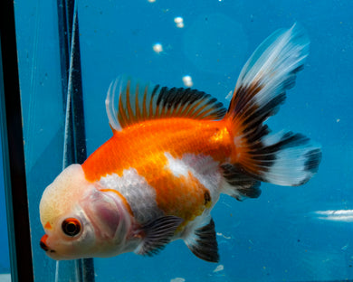 Tricolor Oranda (3.5-4.25 inches)