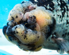 Load image into Gallery viewer, White Tiger Calico Ranchu/Lionchu Female (5.5 inches) Imported from Thailand