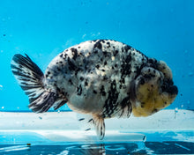 Load image into Gallery viewer, White Tiger Calico Ranchu/Lionchu Female (5.5 inches) Imported from Thailand