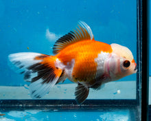 Load image into Gallery viewer, Tricolor Oranda (3.5-4.25 inches)