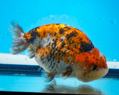 Calico Ranchu Male (3.5 inches) Imported from Thailand