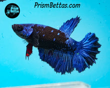 Load image into Gallery viewer, Blacklight Marble Halfmoon Female