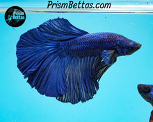 Load image into Gallery viewer, Blue Halfmoon Male