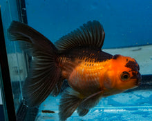 Load image into Gallery viewer, Apache Oranda (3.5-4.25 inches)